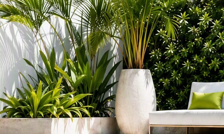 Lieu: Extérieur, peut-être un jardin ou une terr